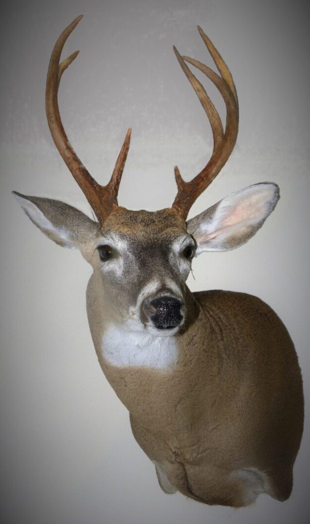 whitetail Fleshingmachines