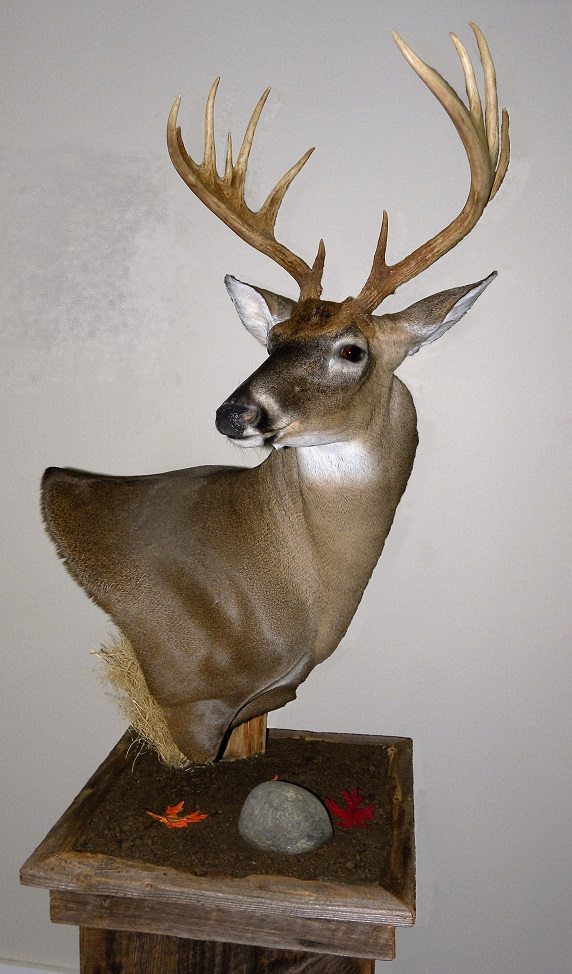 Whitetail_Deer_Outback_taxidermy Fleshingmachines