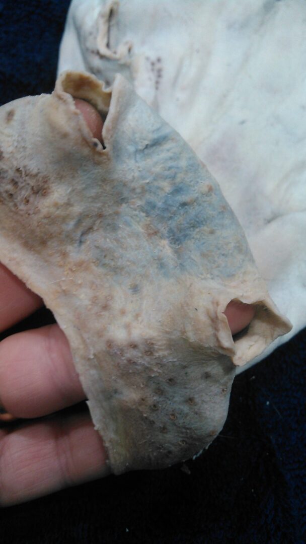 KIMG1190 Fleshingmachines