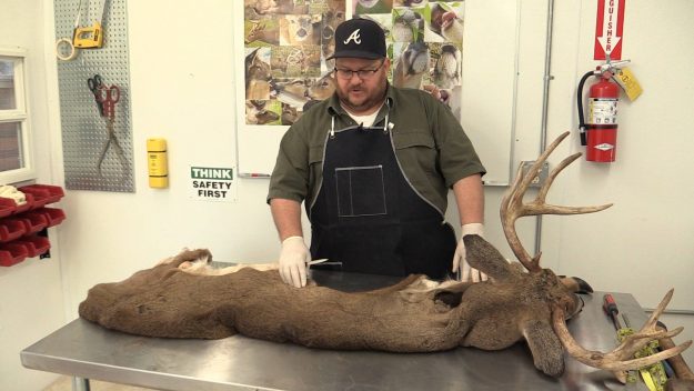 Fleshing machines Tanning Video with a man working on a skin of a moose
