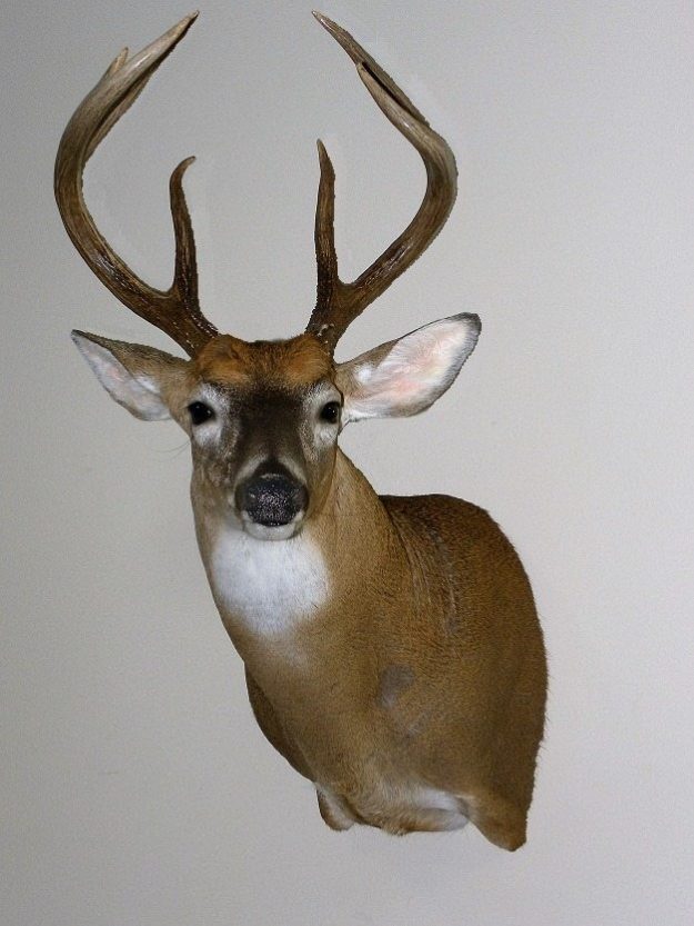 High Quality Whitetail Taxidermy hung on a white wall