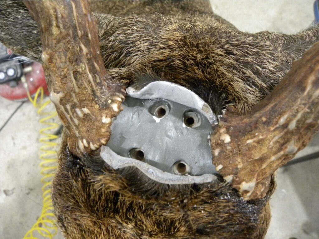 Close up of Whitetail Antler Setting`