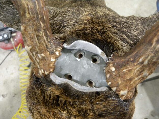 Close up of Whitetail Antler Setting`