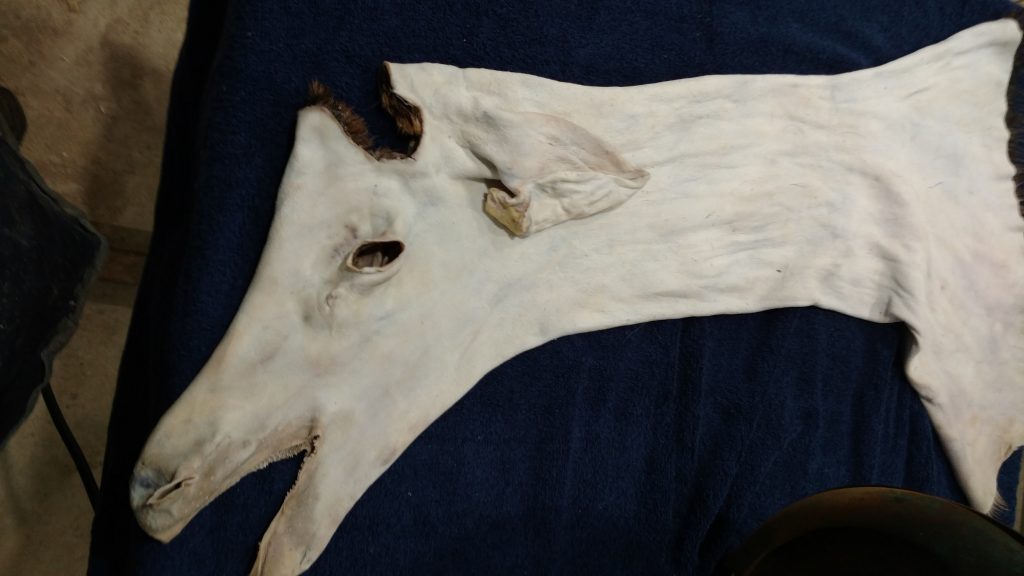 Whitetail Cape Shaving 101