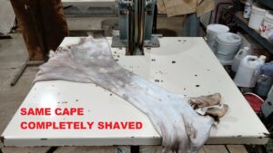 Whitetail Cape Shaving 101